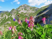 04 Hedysarum hedysaroides (Sulla alpina-slanciata) con vista sul Mandrone e in Corna Piana